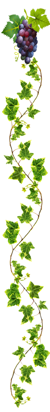 Grape Vine
