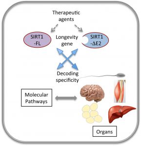 SIRT 1 GENE & how it Works Within the Body...